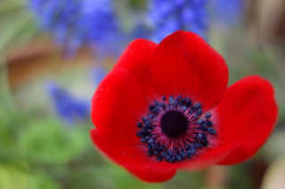 アネモネ - F1.8 1/400 ISO125